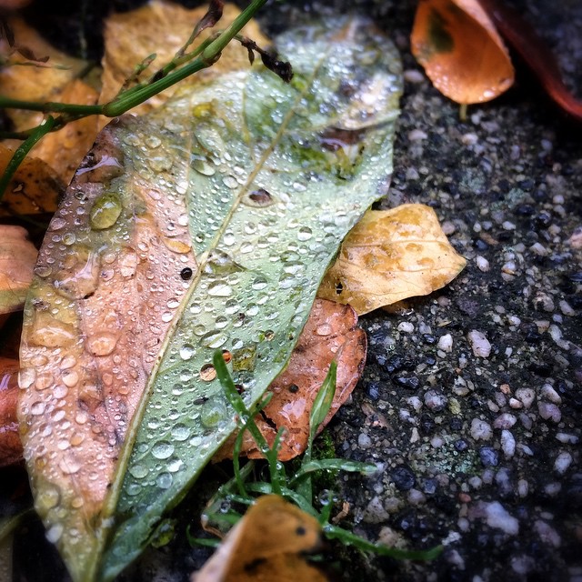 Farbenspiel mit Morgentau. | Colourful with morningdew. Farbenspiel mit Morgentau. | Colourful with morningdew. | Herbstverzaubert. Eingefangen mit instagram, direkt vor der Haustür.
