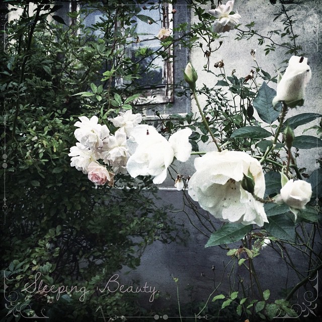 Sleeping Beauty. | Dornröschen. Sleeping Beauty. | Dornröschen.
