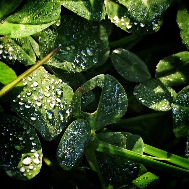 Vom Morgentau wach geküsst. | Kissed by the morningdew. Vom Morgentau wach geküsst. | Kissed by the morningdew.