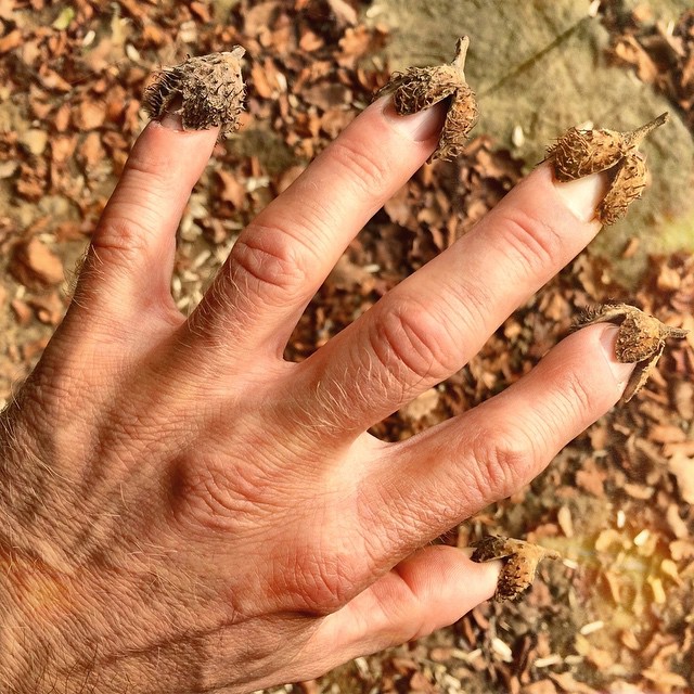 Die Herbstkrankheit. | Autumn-illness. Die Herbstkrankheit. | Autumn-illness.