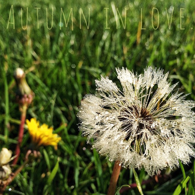 Autumn in love. Autumn in love.