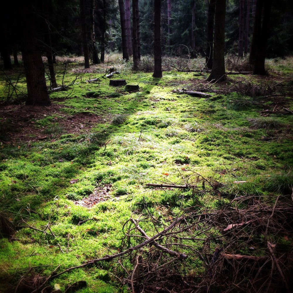 Pilze sammeln.