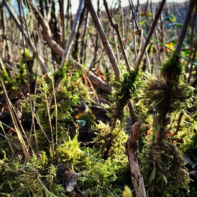Little moss-forrest. | Kleiner Moos-Wald.