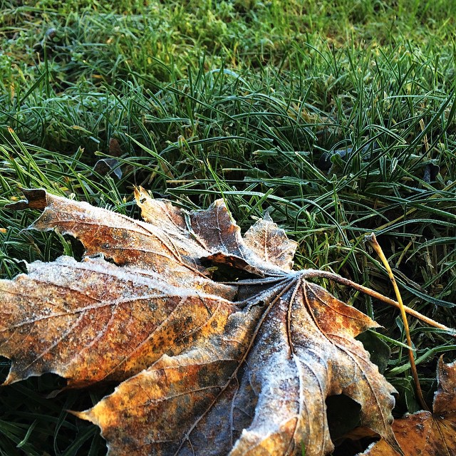 Es wird kalt. Am Morgen frostete die Feuchtigkeit. | It's getting cold outside. The gras was frosty