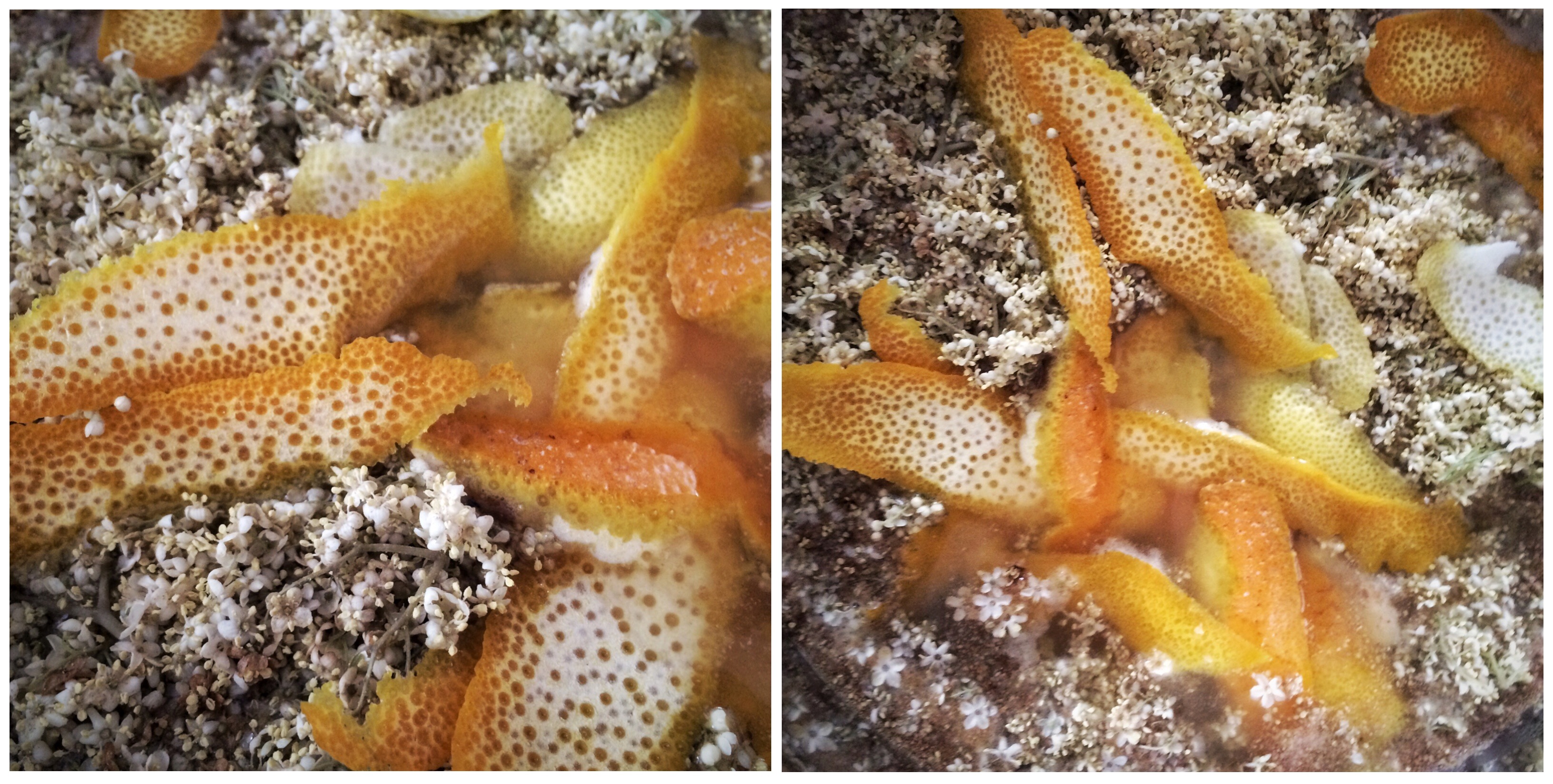 Holly trifft Ginger. Holdunderblüten-Ingwer-Sirup mit einem Hauch von Zitrone und Orange.
