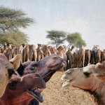 Kamelmilch. National Research Centre on Camels. Fotocollage, C-Print, kaschiert mit Acryl