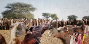 Kamelmilch. National Research Centre on Camels. Fotocollage, C-Print, kaschiert mit Acryl