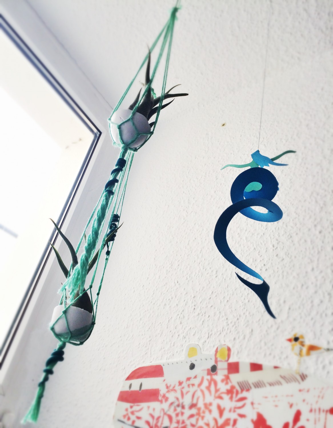 Air Plants.