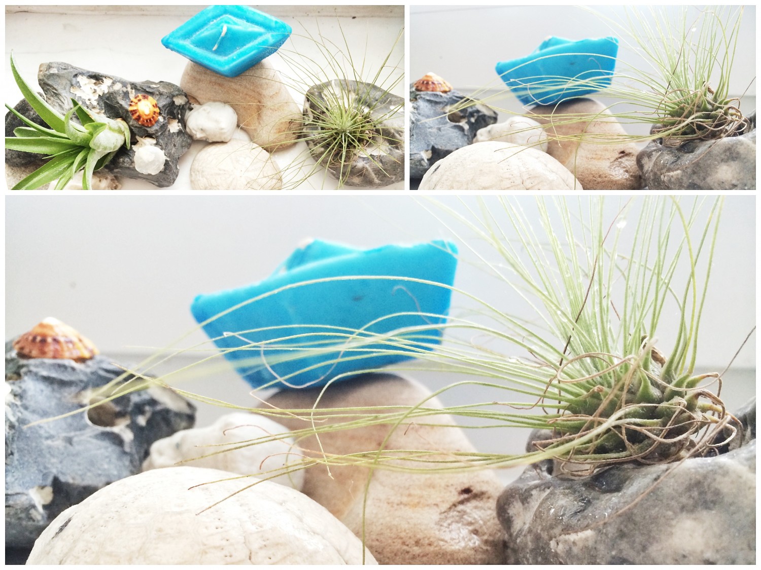 Air Plants.