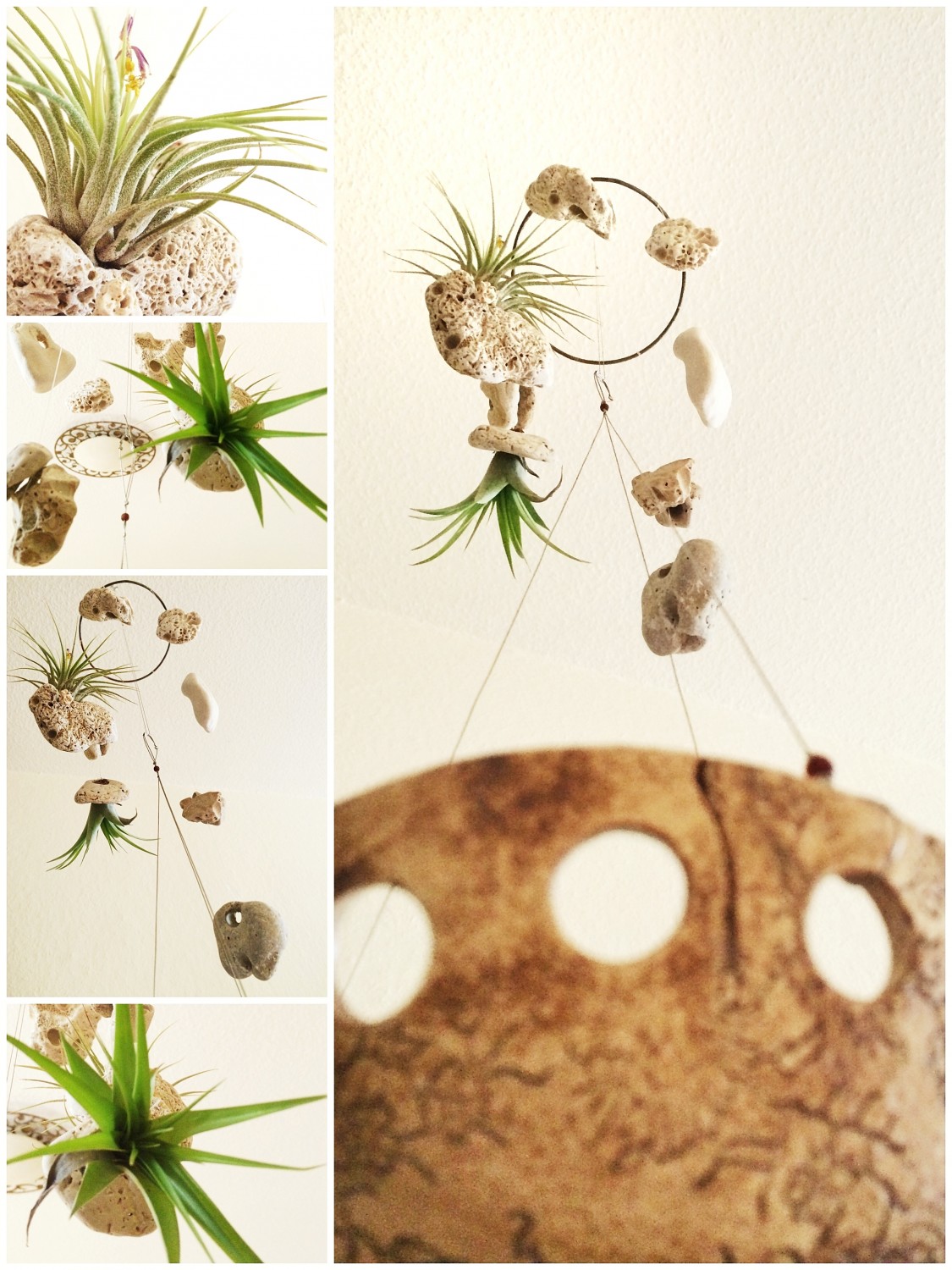 Air Plants.