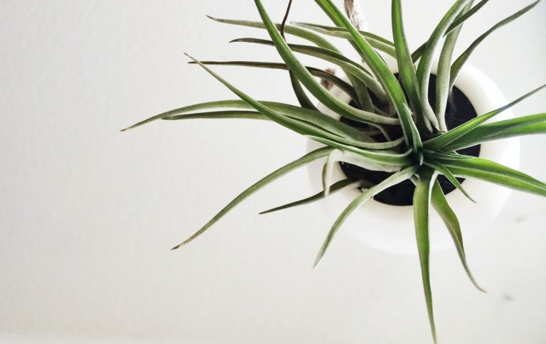 Air Plants.