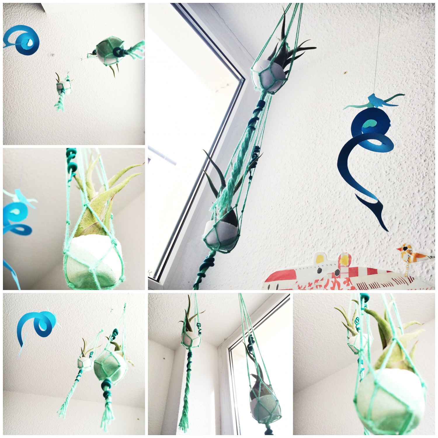 Air Plants.