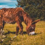 Das saftigste Grün. Das saftigste Grün gibt es mit Sicherheit im Tierpark Arche Warder ... Ich denke, unserem Paten-Poitou-Esel geht es dort blendend. Was meint ihr?